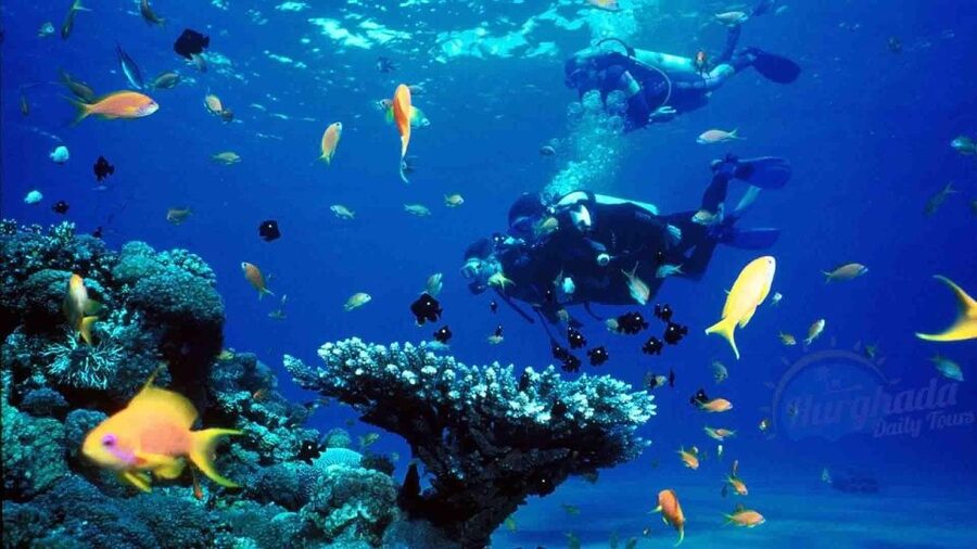From Sharm: Ras Muhammed & White Island By Boat & intro Dive - The crew and the feel of the day