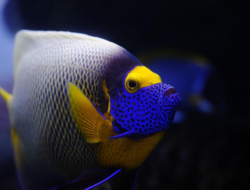 From Sharm: White Island and Ras Mohamed Snorkeling Trip - Who will enjoy this boat trip most