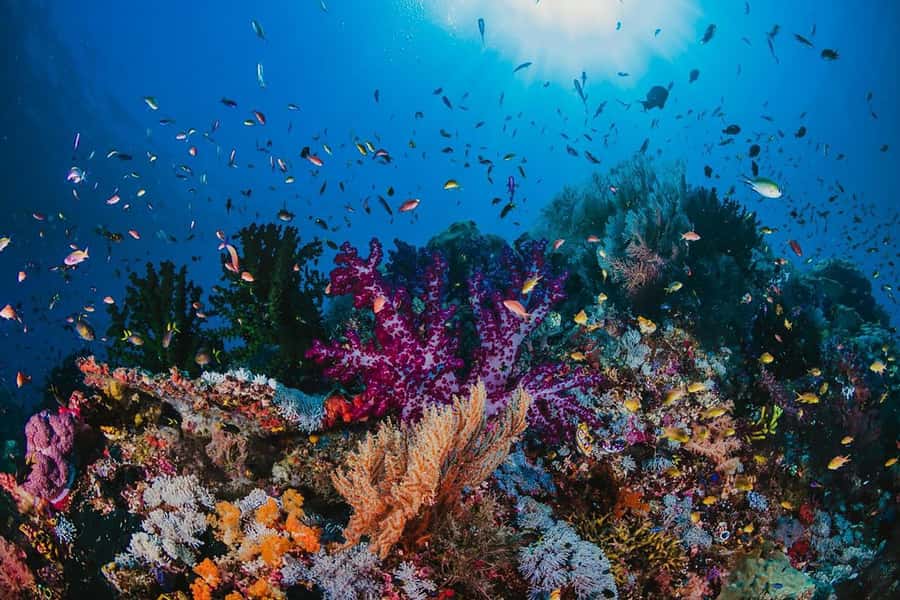 From Sharm: White Island and Ras Mohamed Snorkeling Trip - Lunch with rice, kofta, and vegetarian choices