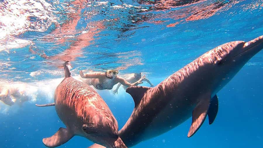 From Sharm: White Island and Ras Mohamed Snorkeling Trip - Scuba options and extra activities