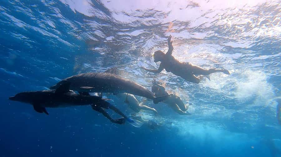 From Sharm: White Island and Ras Mohamed Snorkeling Trip - What the $29 price really covers