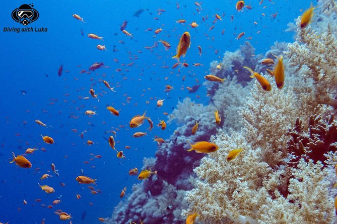 Full day diving with private guide, lunch drinks transportation - Why a private Hurghada scuba day makes sense