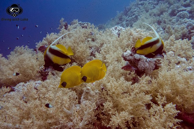 Full day diving with private guide, lunch drinks transportation - An 8:30 am start keeps the day focused