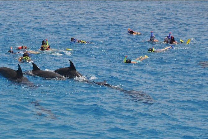 Full-day Dolphin House And Swim With Dolphin - Searching for dolphins at the real Dolphin House