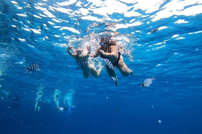 Full-day Dolphin House And Swim With Dolphin - Lunch on the boat: generous variety, mixed expectations