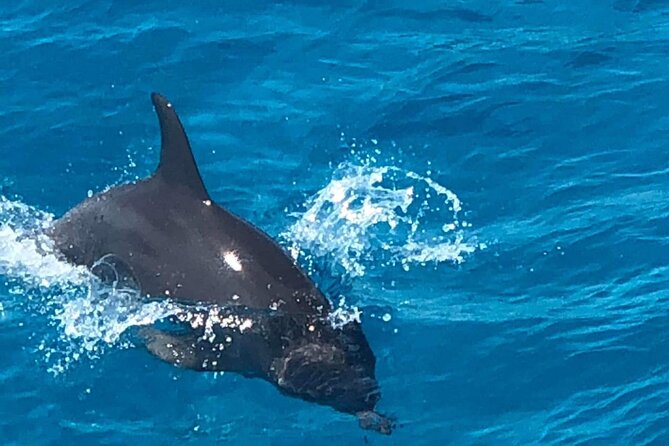 Full-Day Experience with Dolphins and Snorkeling in Red Sea - Key points to know before booking