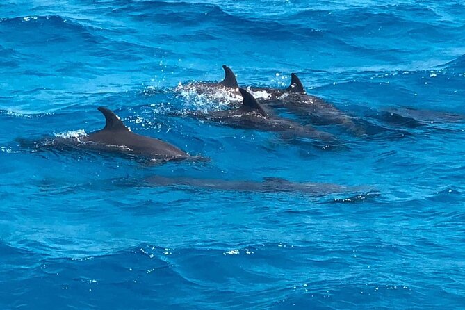 Full-Day Experience with Dolphins and Snorkeling in Red Sea - Swimming near dolphins at Dolphin House