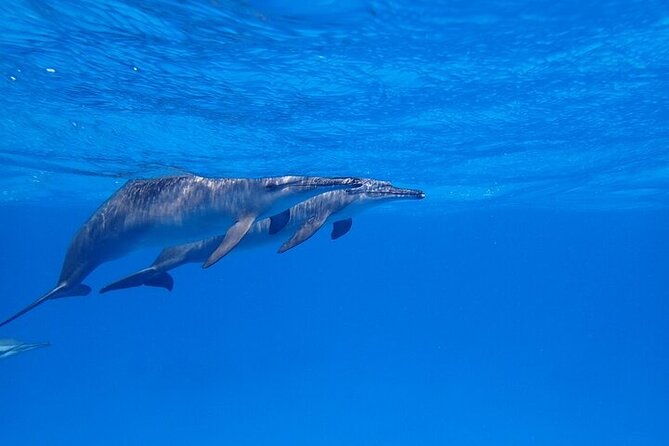 Full Day Snorkeling in Hurghada Dolphin House - Coral reefs and the second snorkeling stop