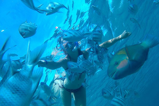 Full-Day Snorkeling with Dolphins in Hurghada with Lunch - Quick facts about the Red Sea dolphin trip