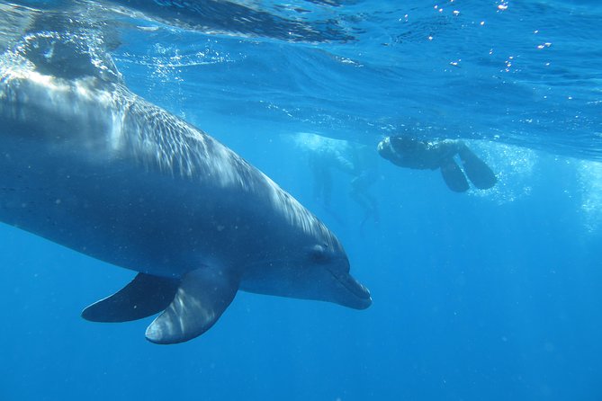 Full-Day Snorkeling with Dolphins in Hurghada with Lunch - Lunch aboard the boat