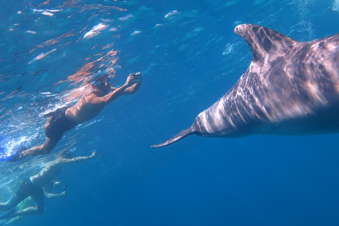 Full-Day Snorkeling with Dolphins in Hurghada with Lunch - Who should book this dolphin snorkeling tour?