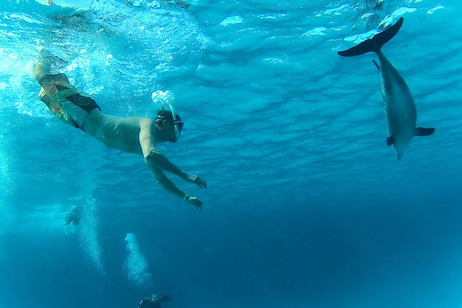 Full-Day Snorkeling with Dolphins in Hurghada with Lunch - My verdict: book it for the reef, not the guarantee