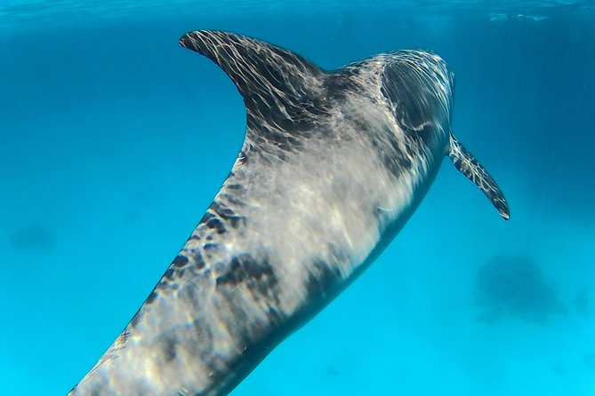Full-Day Snorkeling with Dolphins in Hurghada with Lunch - Two snorkeling stops over coral and fish
