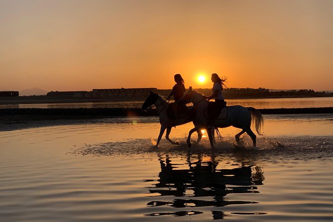 Horse Riding 3 Hours Beach, Desert, & Swimming By Horse in red sea - Hurghada - What this Hurghada horse ride is really like