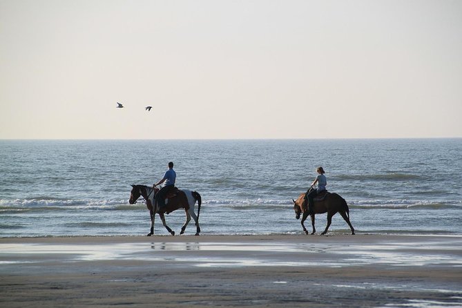 Horse Riding Tour 2 Hours Sea And Desert with Transfer - Hurghada - Getting comfortable with the horses