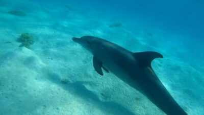 3 Islands, Dolphins & Snorkel Yacht Trip w/ Lunch