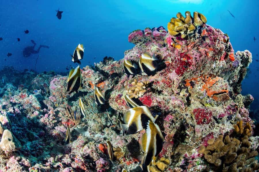 Hurghada: 3 Islands, Dolphins & Snorkel Yacht Trip w/ Lunch - Dolphin watching in open water