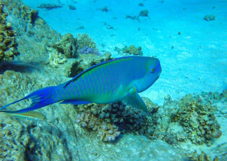 Hurghada: 3 Islands, Dolphins & Snorkel Yacht Trip w/ Lunch - Seafood lunch, breakfast, and drinks aboard