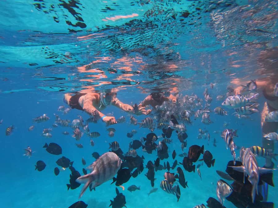 Hurghada: 4 Island Hopping Tour Dolphin, Snorkeling & Lunch - Red Sea snorkeling is the strongest part for many people