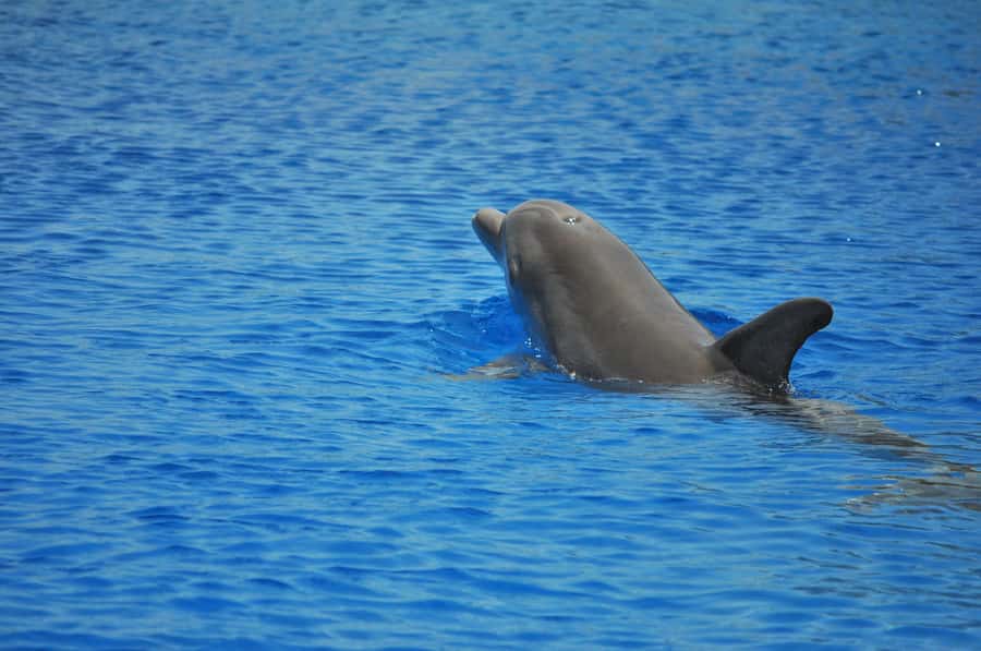Hurghada: All-Inclusive Elite VIP Dolphin House & Massage - Coral gardens and Red Sea fish