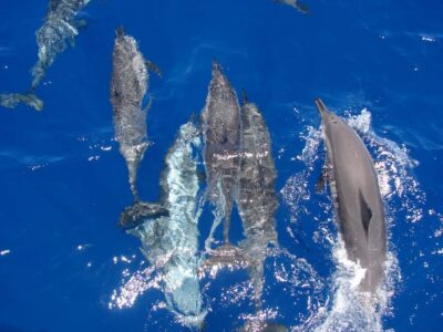 All-Inclusive Elite VIP Dolphin House & Massage