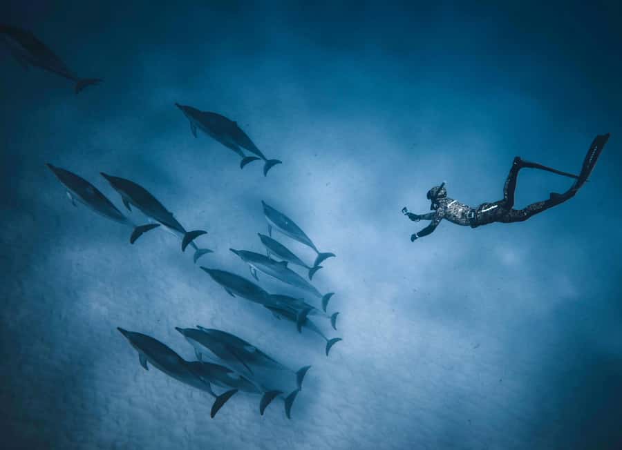 Hurghada: All-Inclusive Elite VIP Dolphin House & Massage - What the $45 price really covers