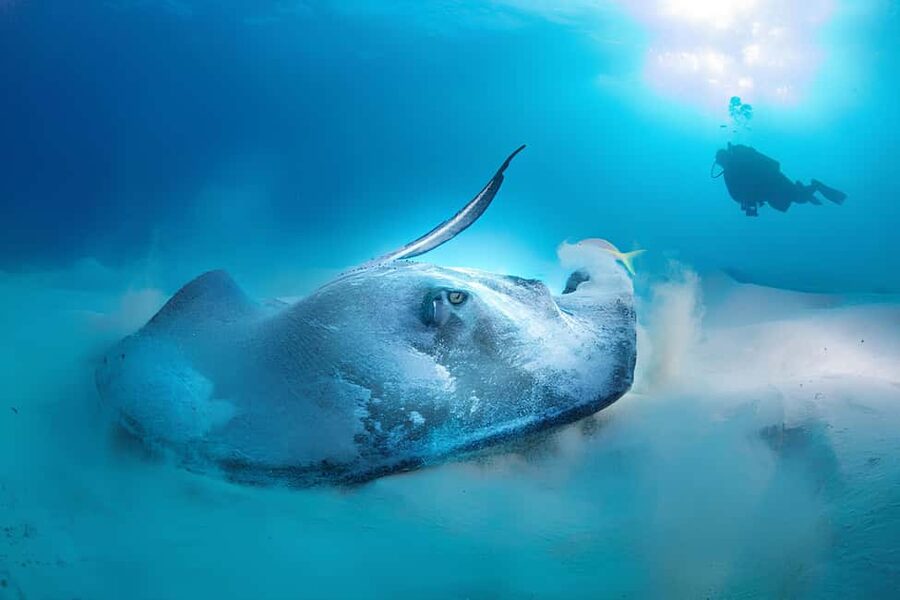 Hurghada: Beginners Scuba Diving Full-Day Boat Trip & Lunch - Lunch, drinks, and life aboard the boat