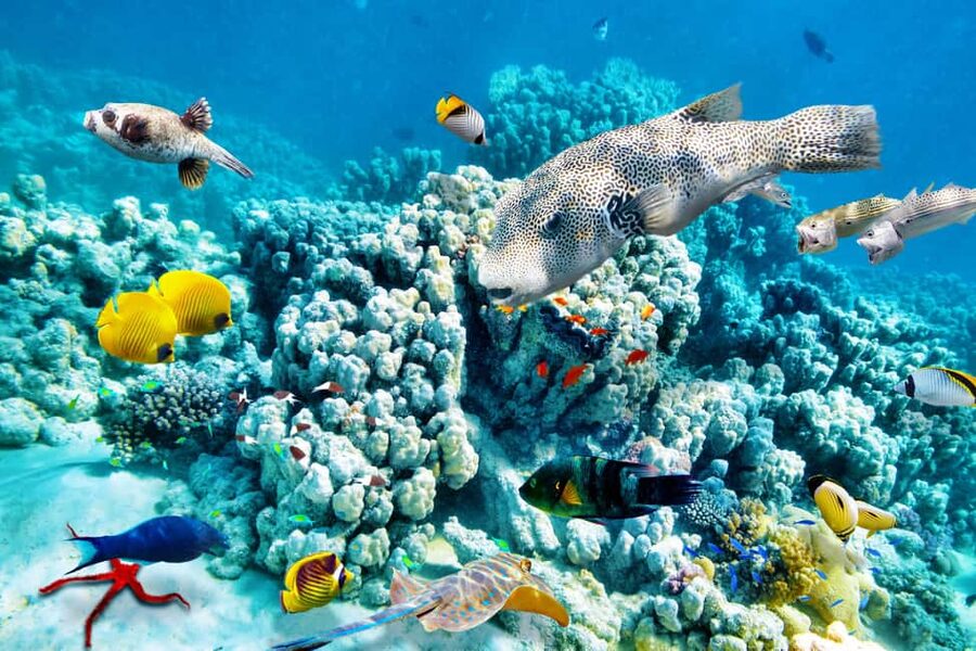 Hurghada: Beginners Scuba Diving Full-Day Boat Trip & Lunch - Who will enjoy this trip most