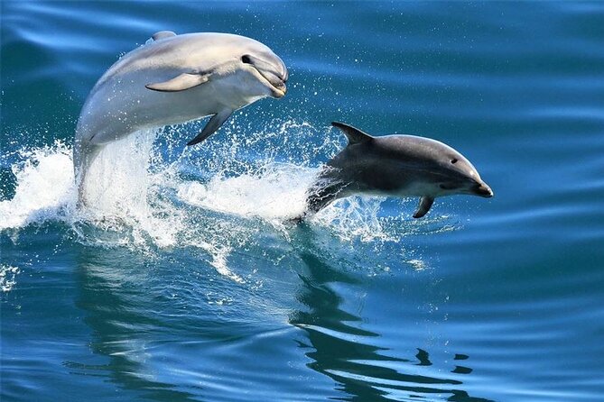 Hurghada Boat Trip to See Dolphins With Snorkeling and Lunch - Quick facts before you book