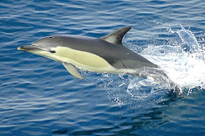 Hurghada Boat Trip to See Dolphins With Snorkeling and Lunch - Banana boat and sofa boat rides