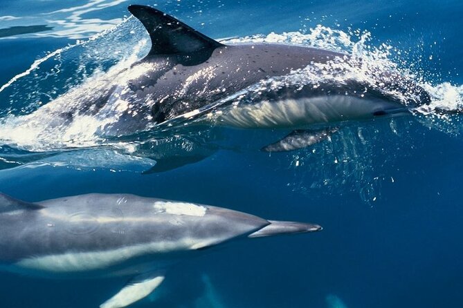 Hurghada Boat Trip to See Dolphins With Snorkeling and Lunch - Is $14 good value for a Red Sea day?