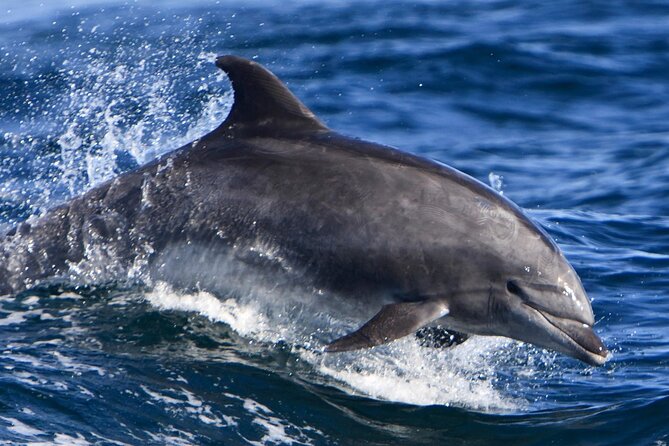 Hurghada Boat Trip to See Dolphins With Snorkeling and Lunch - Who will enjoy this boat trip most?