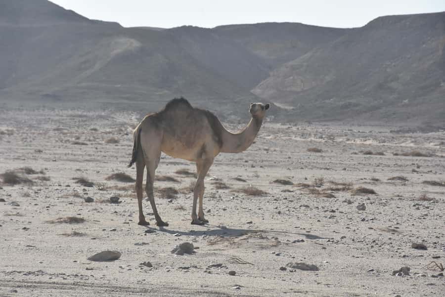 Hurghada: Camel Ride & horse ride and Off-Road Jeep Tour - One Hour on Horseback