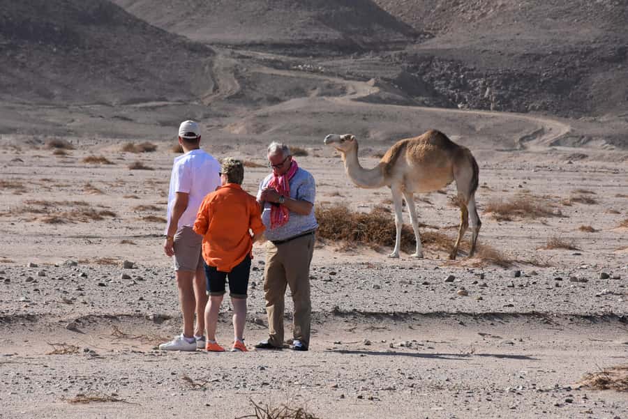 Hurghada: Camel Ride & horse ride and Off-Road Jeep Tour - Why the Sunset Program May Be the Best Choice