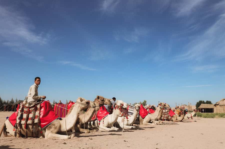 Hurghada: Camel Ride & horse ride and Off-Road Jeep Tour - Heat, Clothing, and Physical Limits