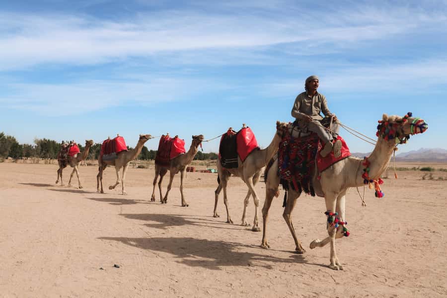 Hurghada: Camel Ride & horse ride and Off-Road Jeep Tour - When the Tour Works Best for You