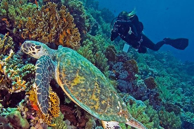 Hurghada Daily Scuba Dive Trip - Key points to know before booking