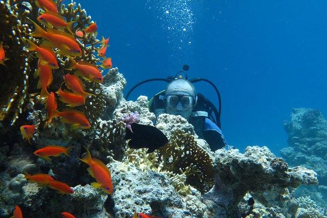 Hurghada Daily Scuba Dive Trip - Lunch, coffee, and time to reset