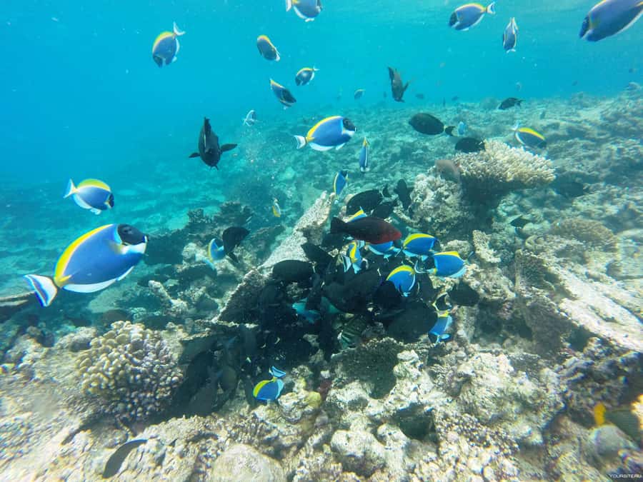 Hurghada: Day Snorkeling with Dolphins - Key points to know before you book