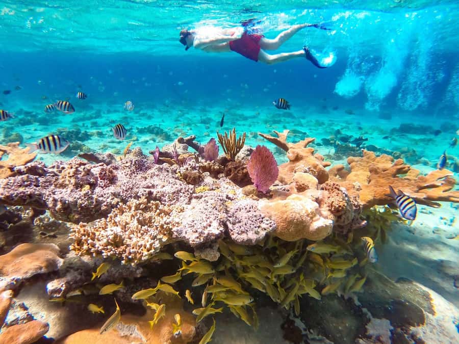 Hurghada: Day Snorkeling with Dolphins - Why Dolphin Reef is worth a day of your Egypt holiday