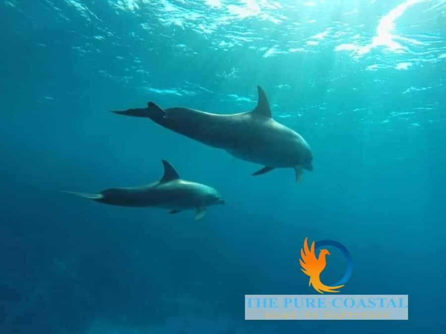 Hurghada: Day Snorkeling with Dolphins - What the $42 price really covers