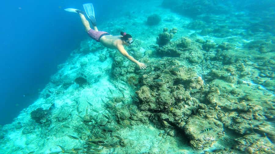 Hurghada: Day Snorkeling with Dolphins - Who will enjoy this outing most