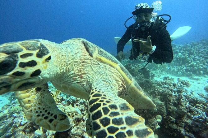 Hurghada Diving Adventure one Day with two Dives Boat Trip - The real value at $26.17 per person