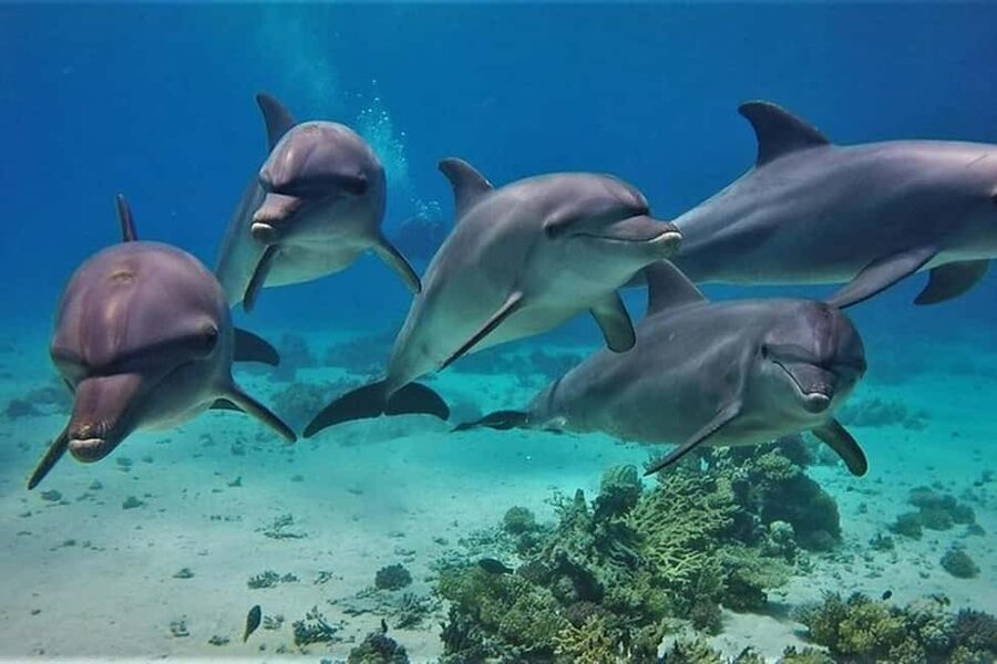 Hurghada: Dolphin & Coral Reef Snorkeling Tour with Lunch - Two snorkeling stops over coral reefs