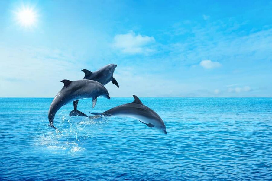 Hurghada: Dolphin & Coral Reef Snorkeling Tour with Lunch - What $29 really gets you