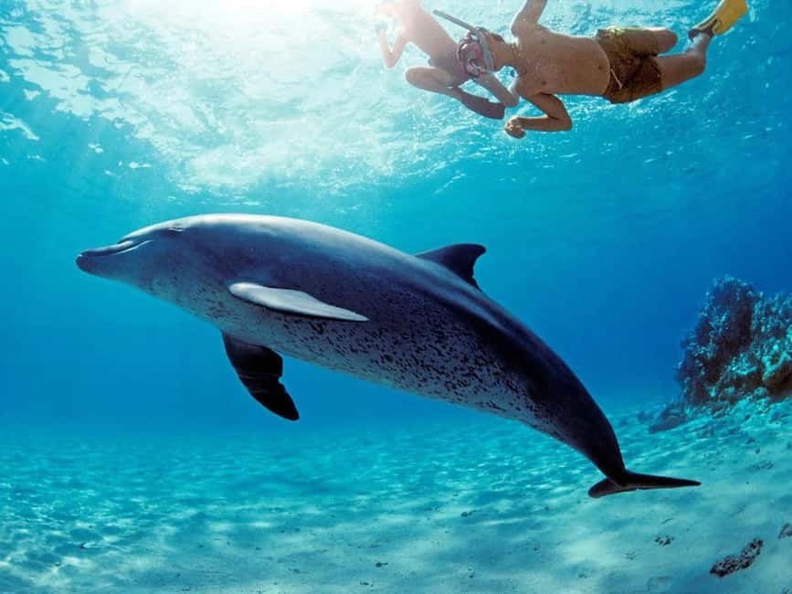 Hurghada: Dolphin Cruise with Snorkeling & Buffet Lunch - The value of $26 per person