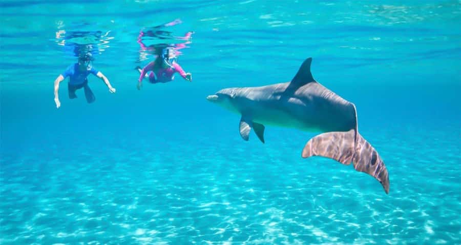 Hurghada: Dolphin watch Cruise with optional pickup - Key points before you book