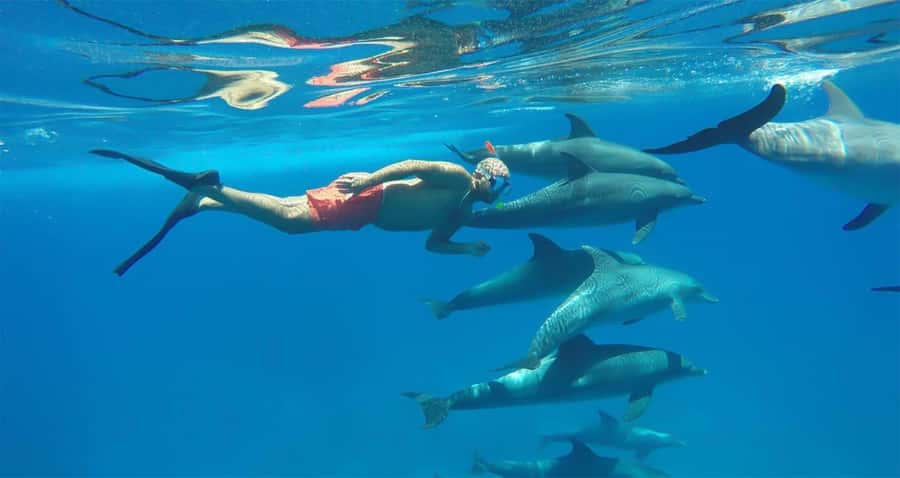 Hurghada: Dolphin watch Cruise with optional pickup - What the $32 price really gets you
