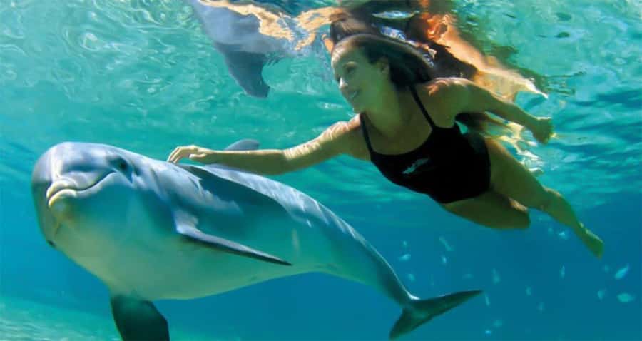 Hurghada: Dolphin watch Cruise with optional pickup - The first hour on the Red Sea