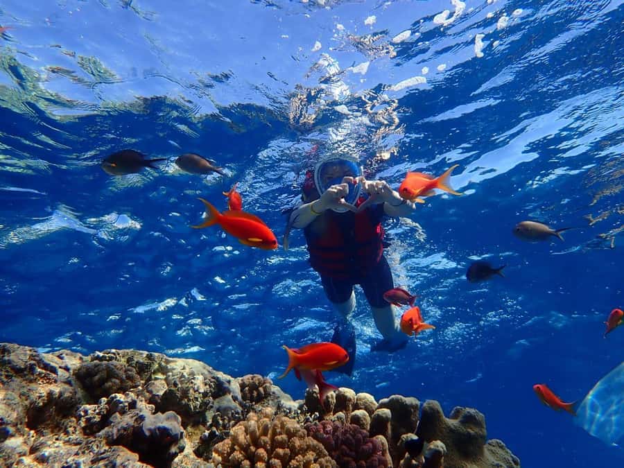 Hurghada: Dolphin watch Cruise with optional pickup - Snorkeling among coral reefs